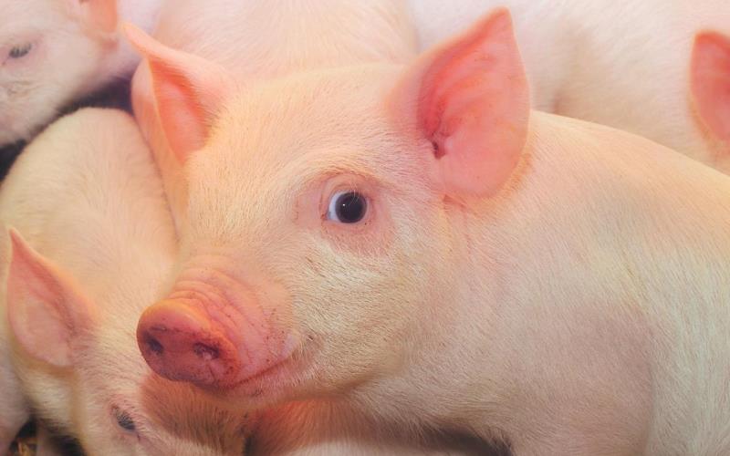 Dificuldades da suinocultura em 2018 levou produtores deixarem a atividade