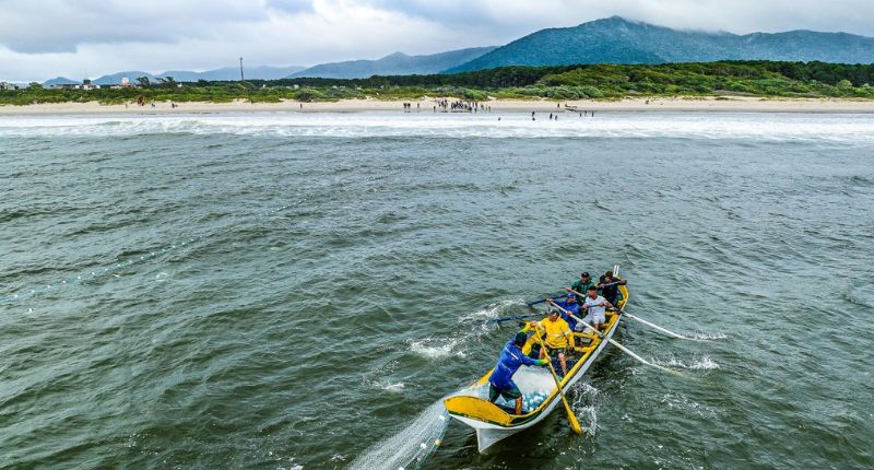 Secretaria da Aquicultura e Pesca de SC orienta pescadores sobre inscrição para a safra da tainha 2025