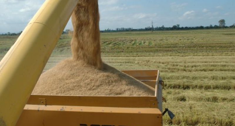 SC abre hoje a colheita de arroz com expectativa de produzir mais de 1,2 milhão de toneladas